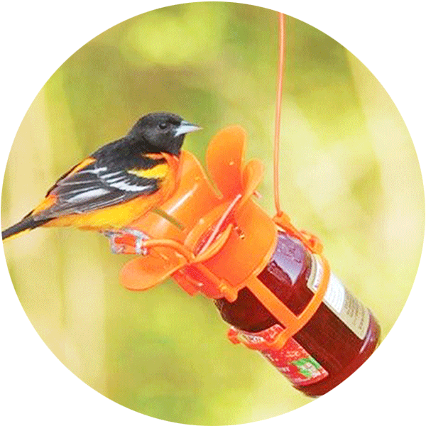 Oriole Feeder full of nectar with an Oriole feeding